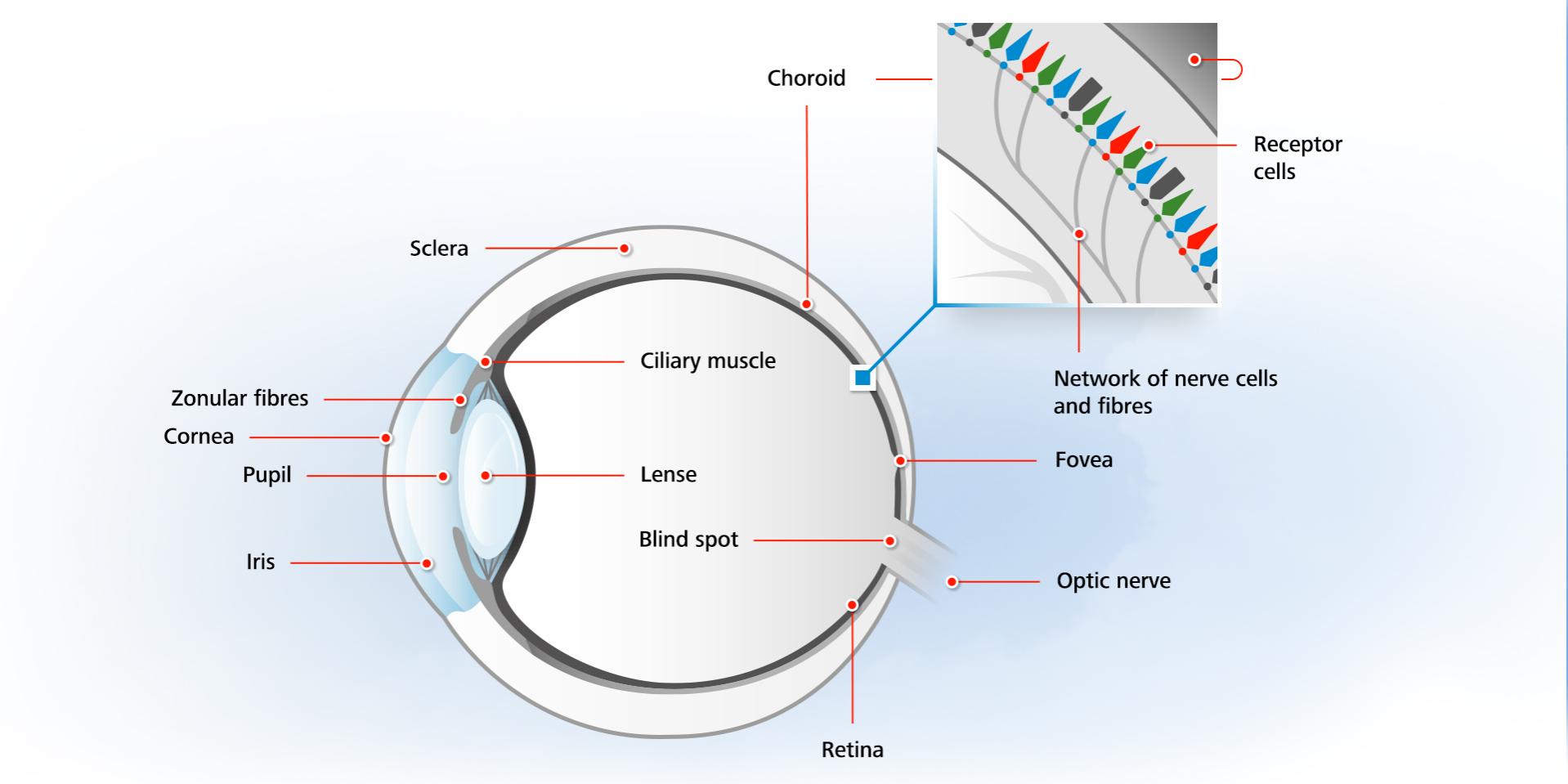 Causes of color blindness and color vision deficiencies